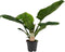 Goed & Groen - Decorum Philodendron Imperial Green Feel Green - ↨ 35cm - Potmaat 14 - Exclusieve Kwaliteit Planten - Kamer Plant - Kamerplanten - Sfeer - Interieur