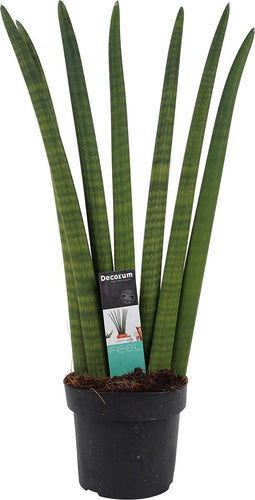 Goed & Groen - Decorum Sansevieria Cylindrica - ↨ 35cm - Potmaat 12 - Exclusieve Kwaliteit Planten - Kamer Plant - Kamerplanten - Sfeer - Interieur