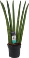 Goed & Groen - Decorum Sansevieria Cylindrica - ↨ 35cm - Potmaat 12 - Exclusieve Kwaliteit Planten - Kamer Plant - Kamerplanten - Sfeer - Interieur
