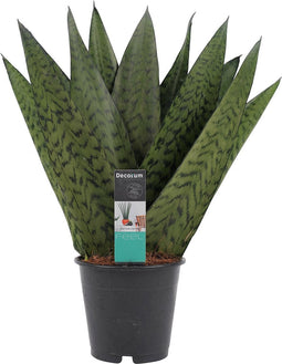 Goed & Groen - Decorum Sansevieria Zeylanica - ↨ 35cm - Potmaat 12 - Exclusieve Kwaliteit Planten - Kamer Plant - Kamerplanten - Sfeer - Interieur