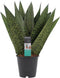 Goed & Groen - Decorum Sansevieria Zeylanica - ↨ 35cm - Potmaat 12 - Exclusieve Kwaliteit Planten - Kamer Plant - Kamerplanten - Sfeer - Interieur