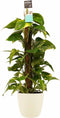 Goed & Groen - Decorum Scindapsus Mosstok 80 cm met Elho brussels soap - ↨ 80cm - Potmaat 19 - Exclusieve Kwaliteit Planten - Kamer Plant - Kamerplanten - Sfeer - Interieur