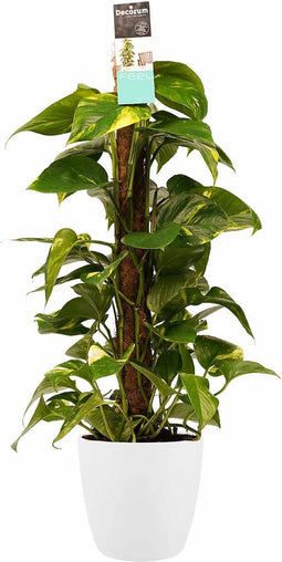 Goed & Groen - Decorum Scindapsus Mosstok 80 cm met Elho brussels white - ↨ 80cm - Potmaat 19 - Exclusieve Kwaliteit Planten - Kamer Plant - Kamerplanten - Sfeer - Interieur