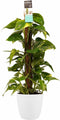 Goed & Groen - Decorum Scindapsus Mosstok 80 cm met Elho brussels white - ↨ 80cm - Potmaat 19 - Exclusieve Kwaliteit Planten - Kamer Plant - Kamerplanten - Sfeer - Interieur