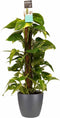 Goed & Groen - Decorum Scindapsus Mosstok 80 cm met Elho brussels antracite - ↨ 80cm - Potmaat 19 - Exclusieve Kwaliteit Planten - Kamer Plant - Kamerplanten - Sfeer - Interieur
