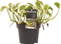 Goed & Groen - Decorum Scindapsus N'joy - ↨ 15cm - Potmaat 12 - Exclusieve Kwaliteit Planten - Kamer Plant - Kamerplanten - Sfeer - Interieur
