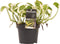 Goed & Groen - Decorum Scindapsus N'joy - ↨ 15cm - Potmaat 12 - Exclusieve Kwaliteit Planten - Kamer Plant - Kamerplanten - Sfeer - Interieur