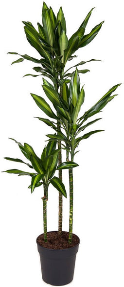 Goed & Groen - Dracaena Cintho - Drakenbloedboom - XL -↨ 150cm - Potmaat 24 - Exclusieve Kwaliteit Planten - Kamer Plant - Kamerplanten - Sfeer - Interieur