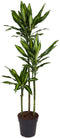 Goed & Groen - Dracaena Cintho - Drakenbloedboom - XL -↨ 150cm - Potmaat 24 - Exclusieve Kwaliteit Planten - Kamer Plant - Kamerplanten - Sfeer - Interieur