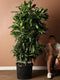 Goed & Groen - Dracaena Cintho - Drakenbloedboom - XL -↨ 150cm - Potmaat 24 - Exclusieve Kwaliteit Planten - Kamer Plant - Kamerplanten - Sfeer - Interieur