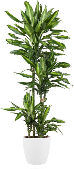 Goed & Groen - Dracaena Cintho (in ELHO Brussels Rond Wit) - Drakenbloedboom - XL -↨ 150cm - Potmaat 27 - Exclusieve Kwaliteit Planten - Kamer Plant - Kamerplanten - Sfeer - Interieur