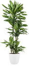 Goed & Groen - Dracaena Cintho (in ELHO Brussels Rond Wit) - Drakenbloedboom - XL -↨ 150cm - Potmaat 27 - Exclusieve Kwaliteit Planten - Kamer Plant - Kamerplanten - Sfeer - Interieur