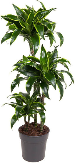 Goed & Groen - Dracaena Dorado -↨ 110cm - Potmaat 21 - Kwaliteit Planten - Kamer Plant - Kamerplanten - Sfeer
