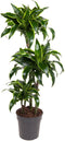 Goed & Groen - Dracaena Dorado -↨ 110cm - Potmaat 21 - Kwaliteit Planten - Kamer Plant - Kamerplanten - Sfeer