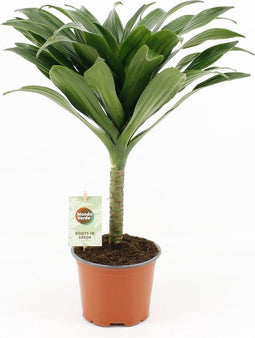 Goed & Groen - Dracaena fragrans Janet Craig - ↨ 40cm - Potmaat 12 - Exclusieve Kwaliteit Planten - Kamer Plant - Kamerplanten - Sfeer - Interieur