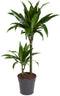 Goed & Groen - Dracaena fragrans Janet Craig - ↨ 90cm - Potmaat 19 - Exclusieve Kwaliteit Planten - Kamer Plant - Kamerplanten - Sfeer - Interieur