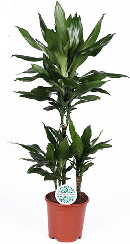 Goed & Groen - Dracaena Janet Lind - ↨ 90cm - Potmaat 21 - Exclusieve Kwaliteit Planten - Kamer Plant - Kamerplanten - Sfeer - Interieur