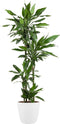Goed & Groen - Dracaena Janet Lind (in ELHO Brussels Rond Wit) - Drakenbloedboom - XL -↨ 140cm - Potmaat 27 - Exclusieve Kwaliteit Planten - Kamer Plant - Kamerplanten - Sfeer - Interieur