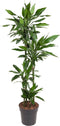 Goed & Groen - Dracaena Janet Lind - XL - ↨ 140cm - Potmaat 27 - Exclusieve Kwaliteit Planten - Kamer Plant - Kamerplanten - Sfeer - Interieur