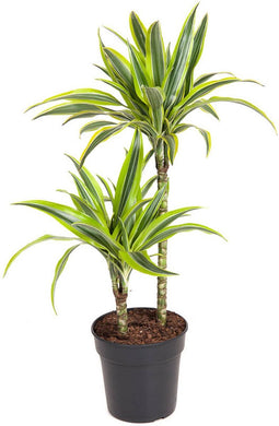 Goed & Groen - Dracaena Lemon Lime - ↨ 100cm - Potmaat 19 - Exclusieve Kwaliteit Planten - Kamer Plant - Kamerplanten - Sfeer - Interieur