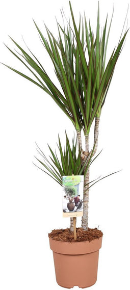 Goed & Groen - Dracaena Marginata - ↨ 80cm - Potmaat 17 - Exclusieve Kwaliteit Planten - Kamer Plant - Kamerplanten - Sfeer - Interieur