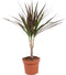 Goed & Groen - Dracaena marginata Magenta - ↨ 45cm - Potmaat 12 - Exclusieve Kwaliteit Planten - Kamer Plant - Kamerplanten - Sfeer - Interieur