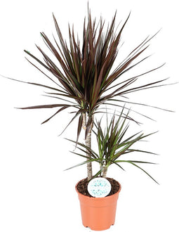 Goed & Groen - Dracaena marginata Magenta - ↨ 70cm - Potmaat 17 - Exclusieve Kwaliteit Planten - Kamer Plant - Kamerplanten - Sfeer - Interieur