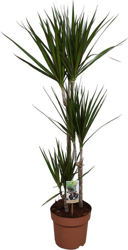 Goed & Groen - Dracaena Marginata - XL - ↨ 120cm - Potmaat 21 - Exclusieve Kwaliteit Planten - Kamer Plant - Kamerplanten - Sfeer - Interieur