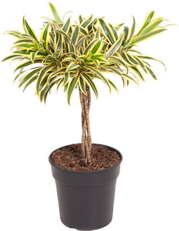 Goed & Groen - Dracaena 'Song Of India' (gevlochten stam) - ↨ 60cm - Potmaat 21 - Exclusieve Kwaliteit Planten - Kamer Plant - Kamerplanten - Sfeer - Interieur