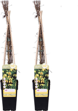 Goed & Groen - Duo Clematis 'Tranquilité' -↨ 65cm - Potmaat 15cm - Kwaliteit Planten - Tuin Plant - Tuinplantenplanten - Sfeer