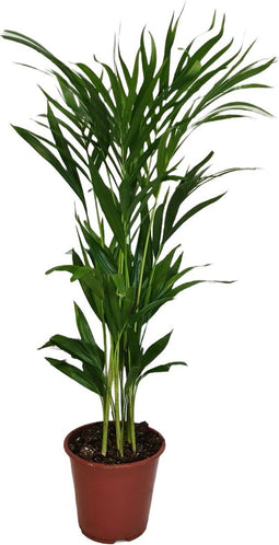 Goed & Groen - Dypsis lutescens - ↨ 80cm - Potmaat 19 - Exclusieve Kwaliteit Planten - Kamer Plant - Kamerplanten - Sfeer - Interieur