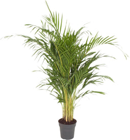 Goed & Groen - Dypsis Lutescens (Areca) - ↨ 120cm - Potmaat 21 - Exclusieve Kwaliteit Planten - Kamer Plant - Kamerplanten - Sfeer - Interieur