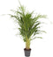 Goed & Groen - Dypsis Lutescens (Areca) - ↨ 120cm - Potmaat 21 - Exclusieve Kwaliteit Planten - Kamer Plant - Kamerplanten - Sfeer - Interieur