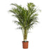 Goed & Groen - Dypsis lutescens (Areca) - ↨ 90cm - Potmaat 21 - Exclusieve Kwaliteit Planten - Kamer Plant - Kamerplanten - Sfeer - Interieur