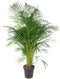 Goed & Groen - Dypsis Lutescens (Areca) - Goudpalm - XL -↨ 160cm - Potmaat 27 - Exclusieve Kwaliteit Planten - Kamer Plant - Kamerplanten - Sfeer - Interieur