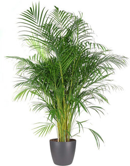Goed & Groen - Dypsis Lutescens (Areca) (in ELHO Brussels Rond Antraciet) - Goudpalm - XL -↨ 160cm - Potmaat 27 - Exclusieve Kwaliteit Planten - Kamer Plant - Kamerplanten - Sfeer - Interieur