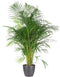 Goed & Groen - Dypsis Lutescens (Areca) (in ELHO Brussels Rond Antraciet) - Goudpalm - XL -↨ 160cm - Potmaat 27 - Exclusieve Kwaliteit Planten - Kamer Plant - Kamerplanten - Sfeer - Interieur