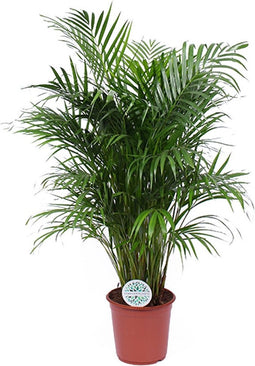 Goed & Groen - Dypsis lutescens (Areca) - XL - ↨ 120cm - Potmaat 24 - Exclusieve Kwaliteit Planten - Kamer Plant - Kamerplanten - Sfeer - Interieur