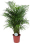 Goed & Groen - Dypsis lutescens (Areca) - XL - ↨ 120cm - Potmaat 24 - Exclusieve Kwaliteit Planten - Kamer Plant - Kamerplanten - Sfeer - Interieur