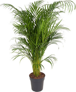 Goed & Groen - Dypsis Lutescens (Areca) - XL - ↨ 130cm - Potmaat 24 - Exclusieve Kwaliteit Planten - Kamer Plant - Kamerplanten - Sfeer - Interieur