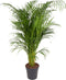 Goed & Groen - Dypsis Lutescens (Areca) - XL - ↨ 130cm - Potmaat 24 - Exclusieve Kwaliteit Planten - Kamer Plant - Kamerplanten - Sfeer - Interieur
