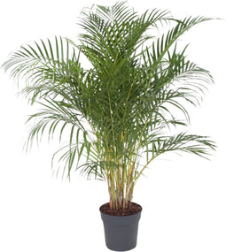 Goed & Groen - Dypsis Lutescens (Areca) - XL - ↨ 140cm - Potmaat 27 - Exclusieve Kwaliteit Planten - Kamer Plant - Kamerplanten - Sfeer - Interieur