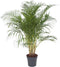 Goed & Groen - Dypsis Lutescens (Areca) - XL - ↨ 140cm - Potmaat 27 - Exclusieve Kwaliteit Planten - Kamer Plant - Kamerplanten - Sfeer - Interieur