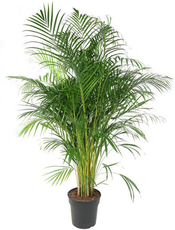 Goed & Groen - Dypsis Lutescens (Areca) - XL - ↨ 160cm - Potmaat 27 - Exclusieve Kwaliteit Planten - Kamer Plant - Kamerplanten - Sfeer - Interieur