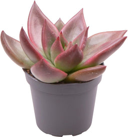 Goed & Groen - Echeveria Mars Galaxy® - ↨ 10cm - Potmaat 6 - Exclusieve Kwaliteit Planten - Kamer Plant - Kamerplanten - Sfeer - Interieur