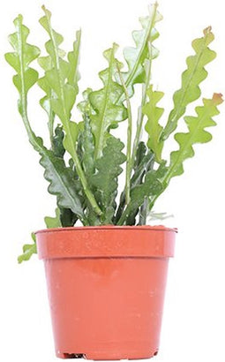 Goed & Groen - Epiphyllum anguliger - ↨ 20cm - Potmaat 12 - Exclusieve Kwaliteit Planten - Kamer Plant - Kamerplanten - Sfeer - Interieur