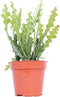 Goed & Groen - Epiphyllum anguliger - ↨ 20cm - Potmaat 12 - Exclusieve Kwaliteit Planten - Kamer Plant - Kamerplanten - Sfeer - Interieur