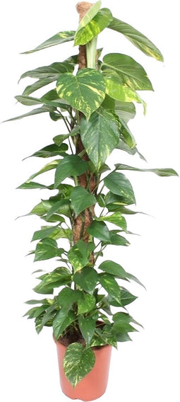 Goed & Groen - Epipremnum Aureum (met mosstok) - XXL - ↨ 150cm - Potmaat 27 - Exclusieve Kwaliteit Planten - Kamer Plant - Kamerplanten - Sfeer - Interieur