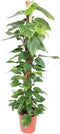 Goed & Groen - Epipremnum Aureum (met mosstok) - XXL - ↨ 150cm - Potmaat 27 - Exclusieve Kwaliteit Planten - Kamer Plant - Kamerplanten - Sfeer - Interieur