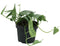 Goed & Groen - Epipremnum 'Cebu Blue' - ↨ 20cm - Potmaat 12 - Exclusieve Kwaliteit Planten - Kamer Plant - Kamerplanten - Sfeer - Interieur
